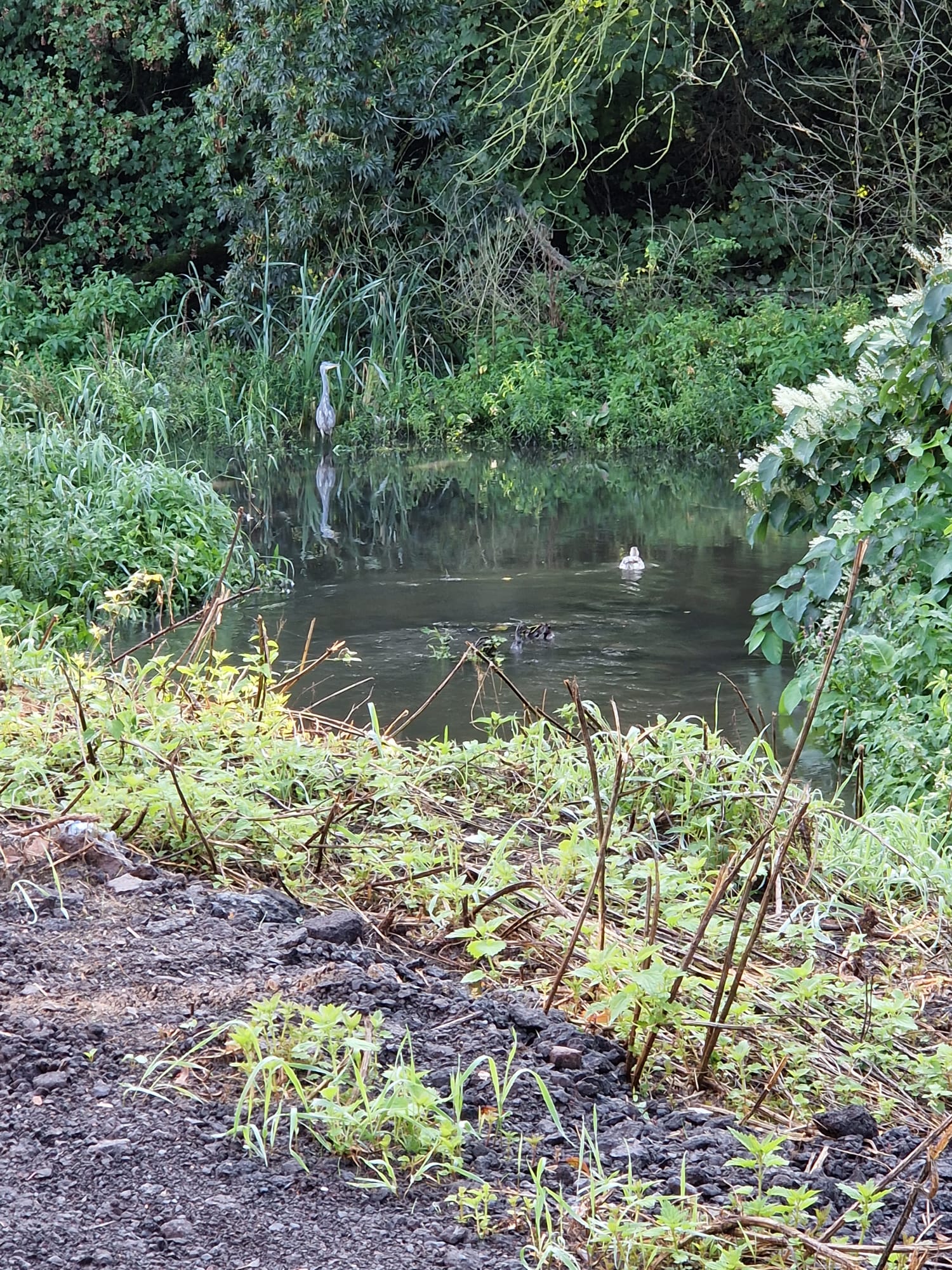 Image média: Valorisation du bras mort de la Lys et amélioration de l’impasse des Deux Ponts
